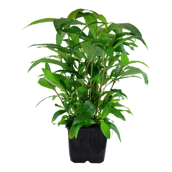 Mutterpflanze Aquariumpflanze Hygrophila 'Siamensis' XL Nr.353A XL