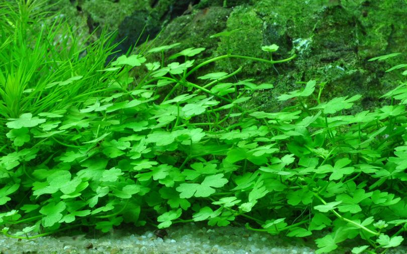 Aquarium Pflanze Hydrocotyle tripartita Nr.339B