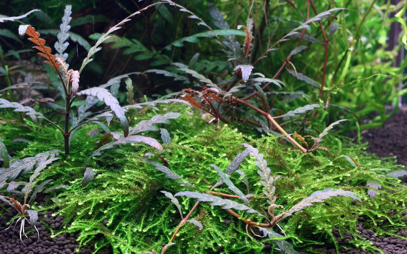 Aquarium Pflanze Hygrophila pinnatifida Nr.351A