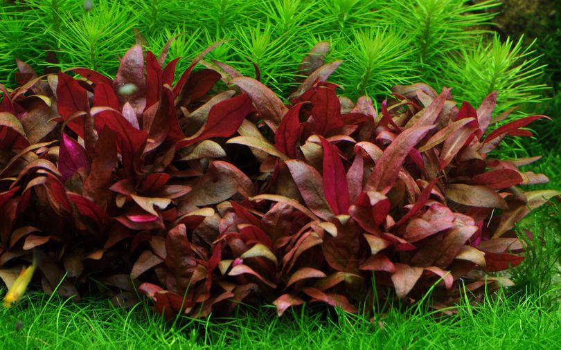 Aquarium Pflanze Alternanthera reineckii 'Mini' Tropica Nr.023C TC in Vitro 