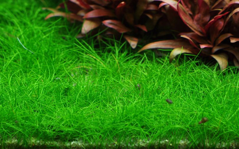 Aquarium Pflanze Eleocharis acicularis 'Mini' Tropica Nr.132B TC in Vitro