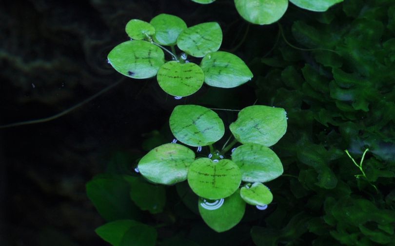 Aquarium Pflanze Limnobium laevigatum Tropica Nr.063 TC in Vitro