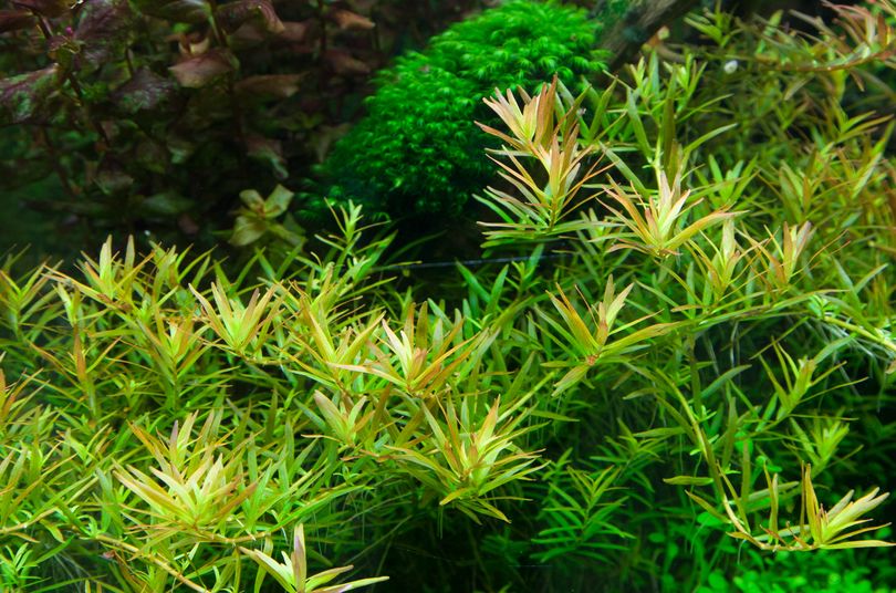 Aquarium Pflanze Rotala rotundifolia 'H'ra' Tropica Nr.032C TC in Vitro