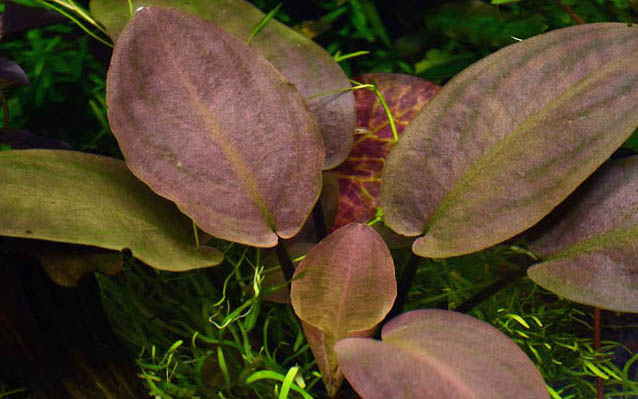 Aquarium Pflanze Lagenandra meeboldii 'Red' Topf Nr.303