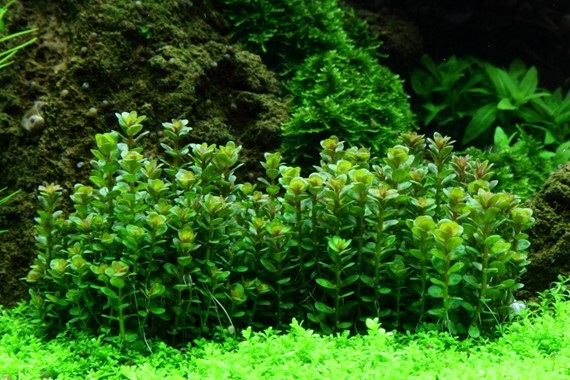 Aquarium Pflanze Rotala 'Bonsai' Tropica Nr.033E TC in Vitro