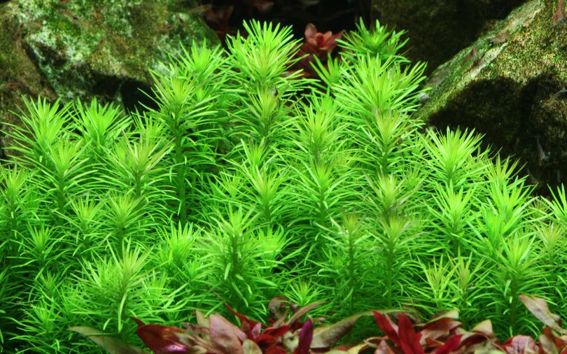 Aquarium Pflanze Pogostemon erectus Tropica Nr.053F TC in Vitro