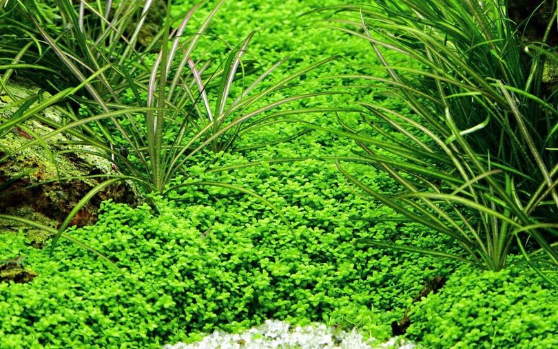 Aquarium Pflanze Hemianthus callitrichoides Tropica Nr.048B TC in Vitro