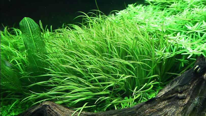 Aquarium Pflanze Blyxa japonica Rosette Tropica Nr.057 TC in Vitro