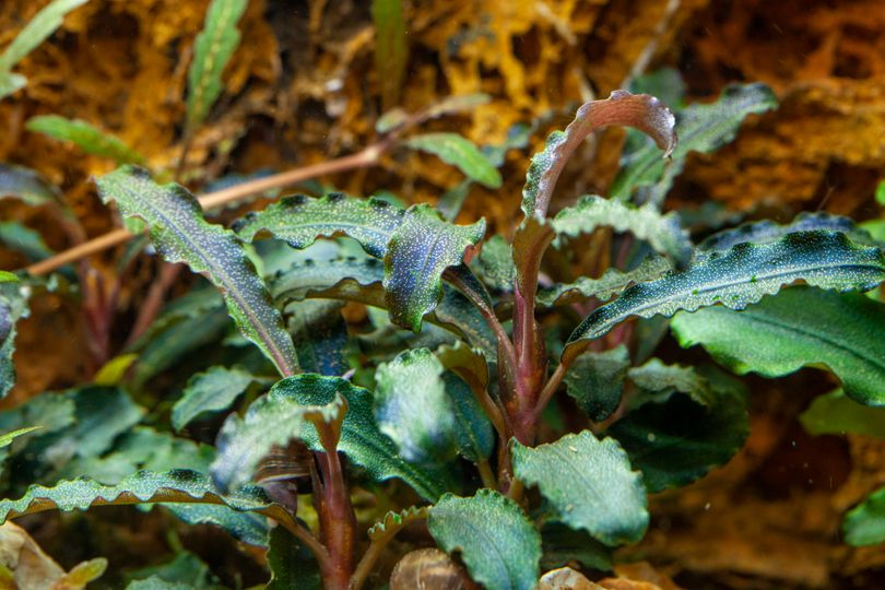 Aquarium Pflanze Bucephalandra 'Kedagang' Tropica Nr.139B TC in Vitro