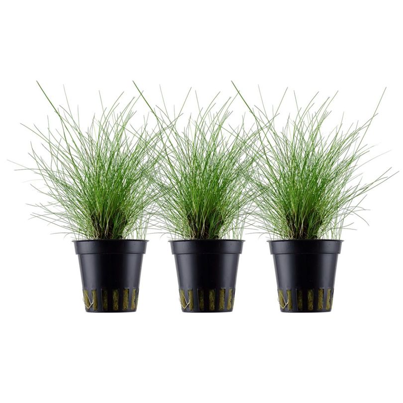 Aquarium Pflanze 3 Stück Eleocharis parvula Nr.332C Set