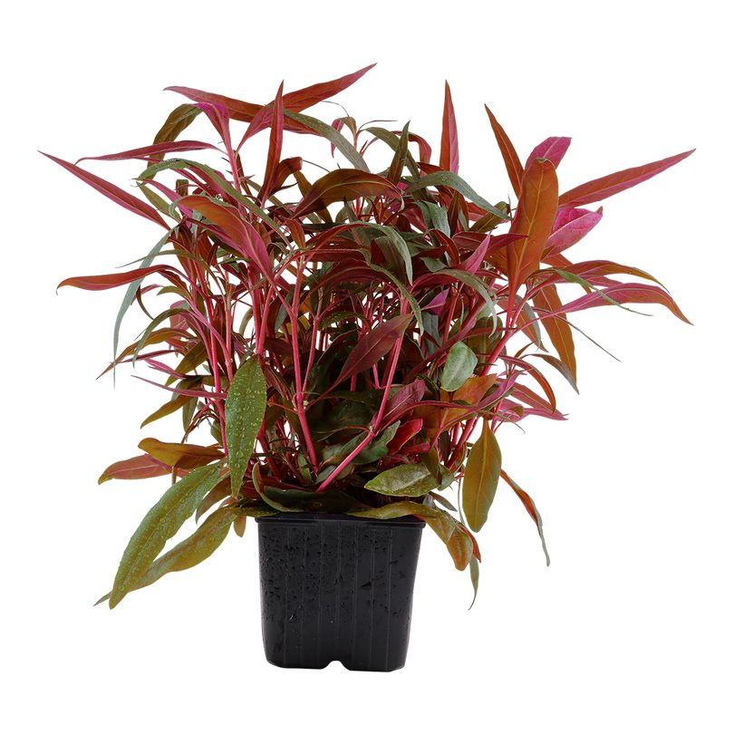 Mutterpflanze Aquarium Pflanze Alternanthera reineckii 'Pink' Nr.023 XL Aquarium