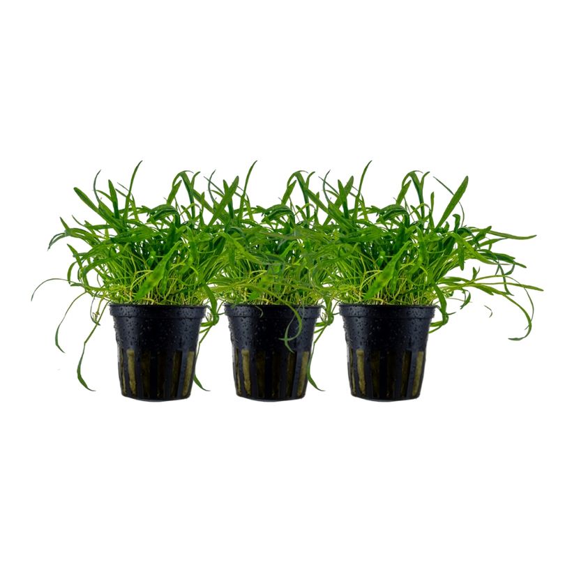 Aquarium Pflanze 3 Stück Lilaeopsis brasiliensis Wasserpflanze Topf Nr.340 Set