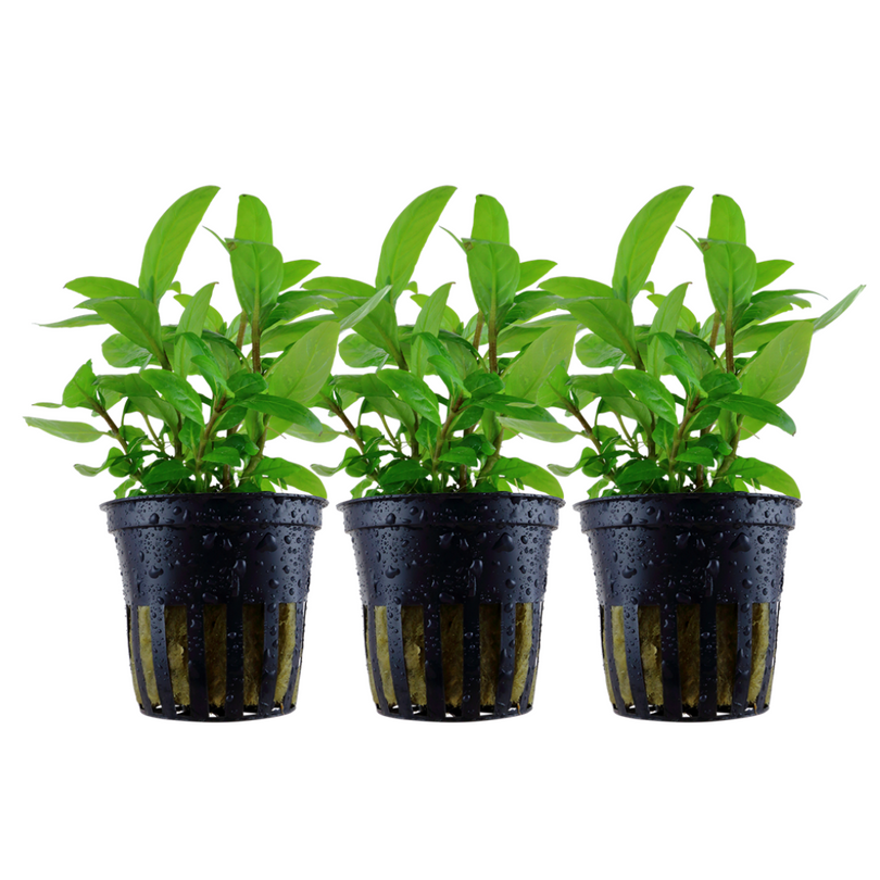 Aquarium Pflanze 3 Stück Staurogyne repens Wasserpflanze Tropica Nr.049G Set