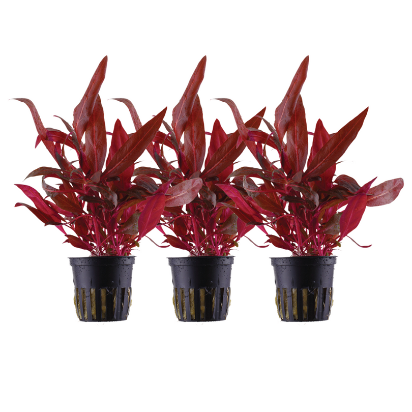 Aquarium Pflanze 3 Stück Alternanthera reineckii Rosanervig Wasswerpflanze Nr.323D Set