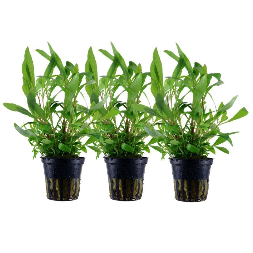 Aquarium Pflanze 3 Stück Hygrophila Siamensis 53B Wasserpflanze Nr.353B Set