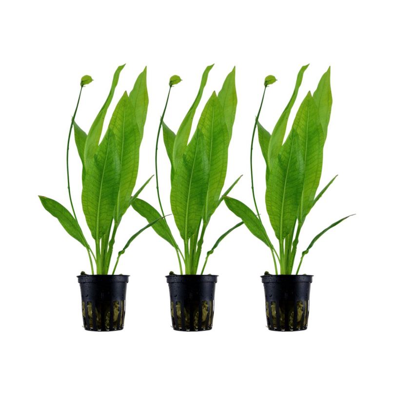 Aquarium Pflanze 3 Stück Echinodorus bleheri Wasserpflanze Topf Nr.371 Set