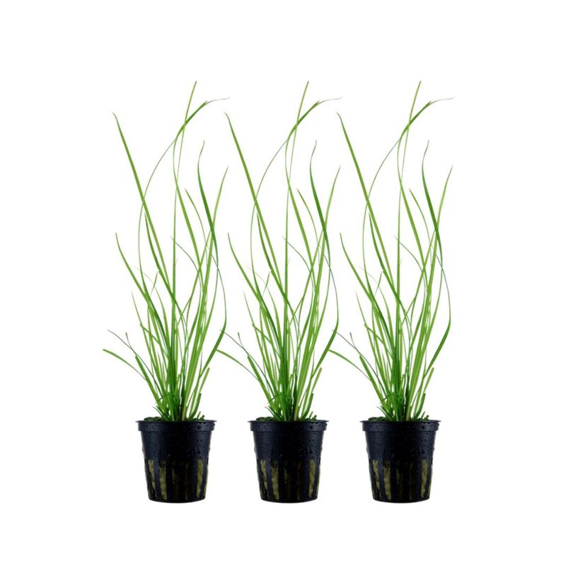 Aquarium Pflanze 3 Stück Cyperus helferi Wasserpflanze AquaOne Topf Nr.333A Set