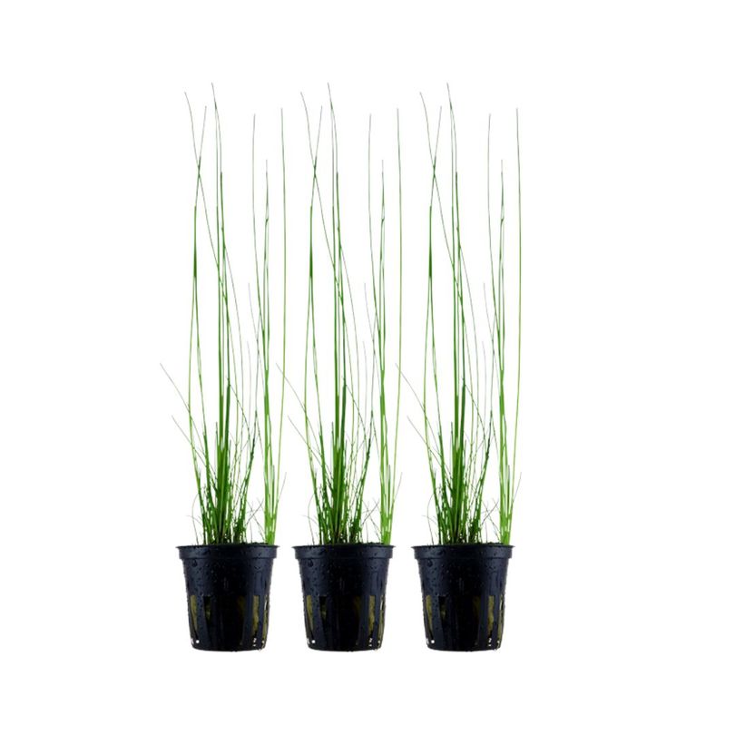Aquarium Pflanze 3 Stück Eleocharis montevidensis Wasserpflanze Nr.132D Set