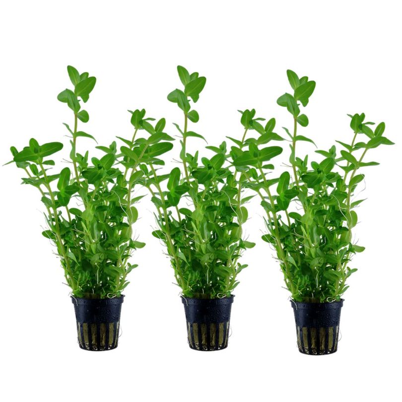Aquarium Pflanze 3 Stück Bacopa caroliniana Wasserpflanze Nr.343 Set