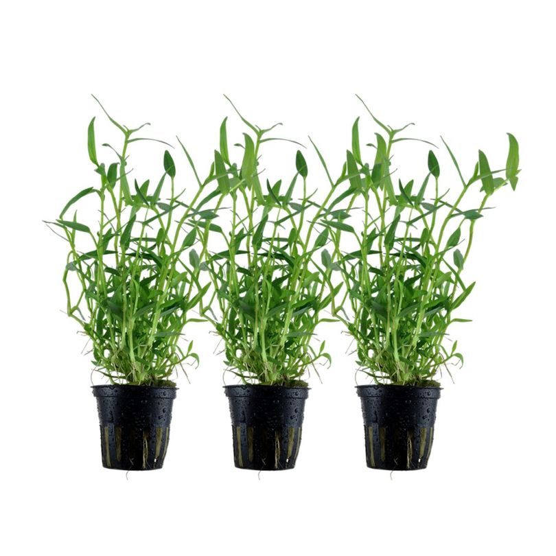 Aquarium Pflanze 3 Stück Murdannia keisak Bambus Wasserpflanze Tropica Nr.135 Set
