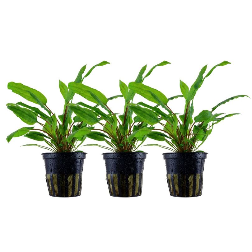 Aquarium Pflanze 3 Stück Cryptocoryne wendtii 'Green' Wasserpflanze Nr.309 Set