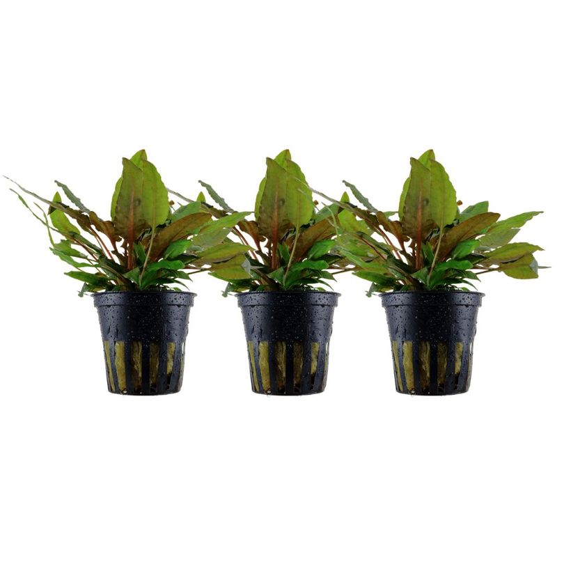 Aquarium Pflanze 3 Stück Cryptocoryne wendtii 'Tropica' Wasserpflanze Nr.309E Set
