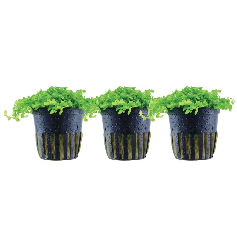 Aquarium Pflanze 3 Stück Micranthemum tweediei 'Monte Carlo' Wasserpflanze Nr.325 Set