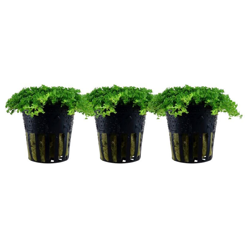Aquarium Pflanze 3 Stück Hemianthus callitrichoides Wasserpflanze Nr.048B Set