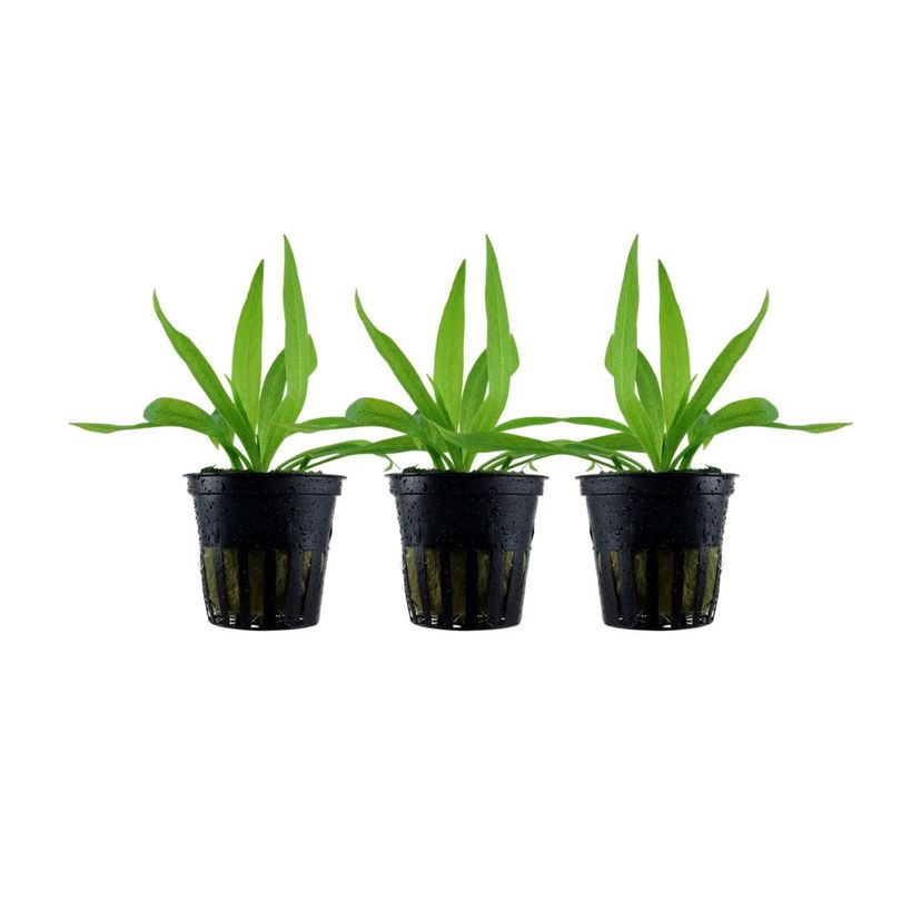Aquarium Pflanze 3 Stück Helanthium 'Quadricostatus' Wasserpflanze Topf Nr.068 Set