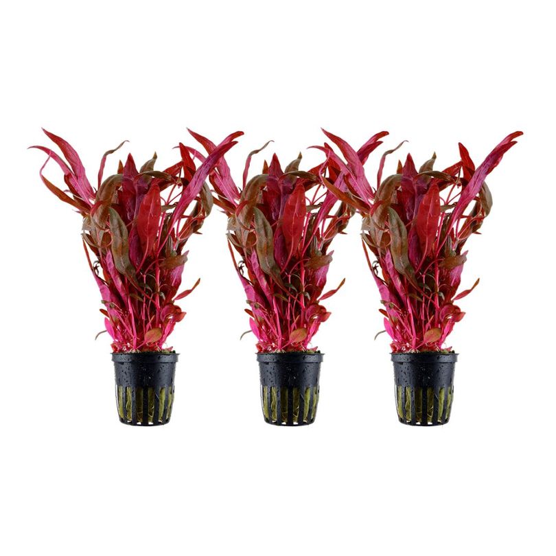 Aquarium Pflanze 3 Stück Alternanthera reineckii 'Pink' Wasserpflanze Nr.323 Set