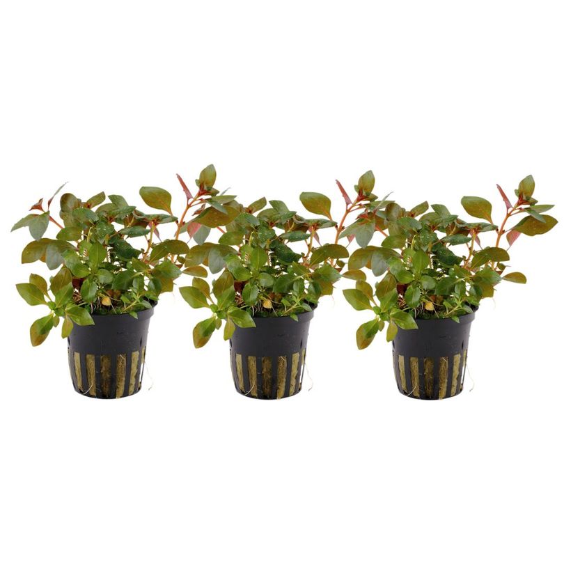 Aquarium Pflanze 3 Stück Ludwigia repens 'Rubin' Wasserpflanze Tropica Nr.033D Set