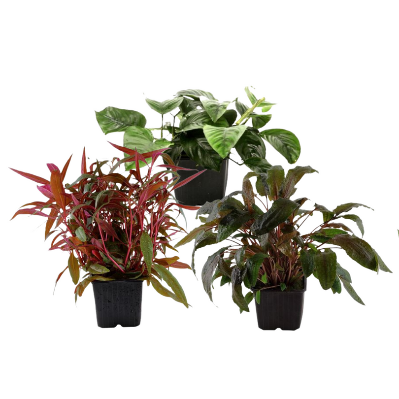 Mutterpflanzen Set mit 3 Tropica XL Topf Pflanzen Aquariumpflanzenset Nr.122