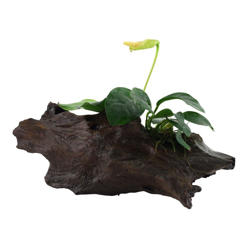 Aquarium Pflanze Anubias barteri var. nana auf Wurzel Tropica Nr.101 YWS