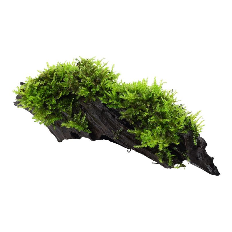 Aquarium Pflanze Vesicularia montagnei 'Christmas' auf Wurzel Tropica Nr.003A YWS
