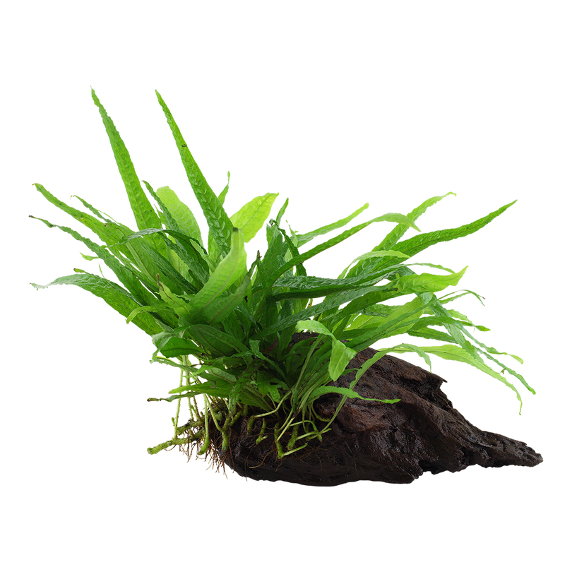 Aquarium Pflanze Microsorum pteropus 'Narrow' auf Wurzel Tropica Nr.008A YWS