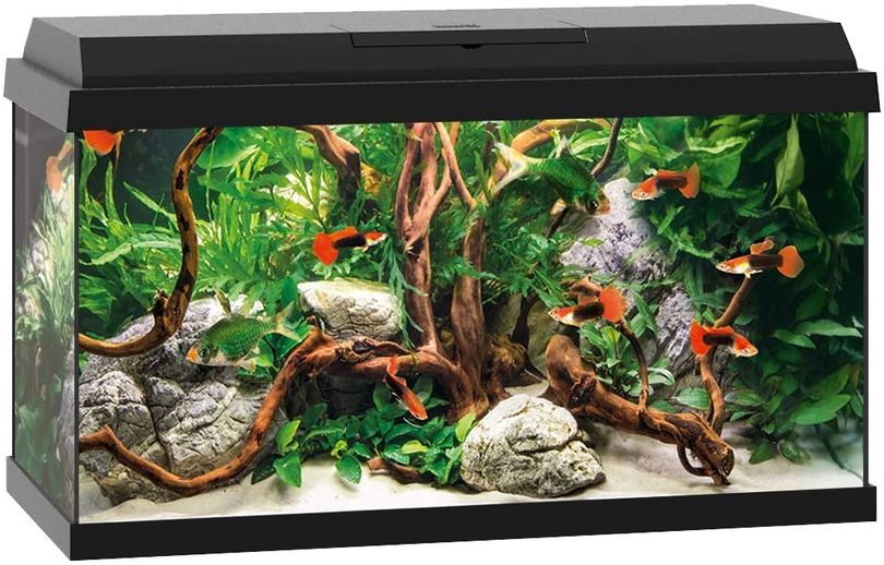 Aquarium Set Primo 60 LED Schwarz – Komplettaquarium