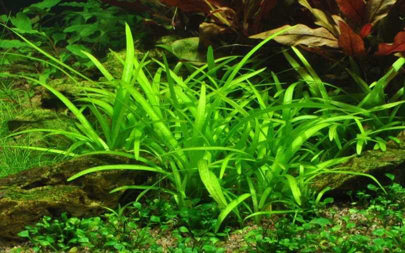 Aquarium Pflanze Sagittaria subulata Tropica Nr.079 TC in Vitro