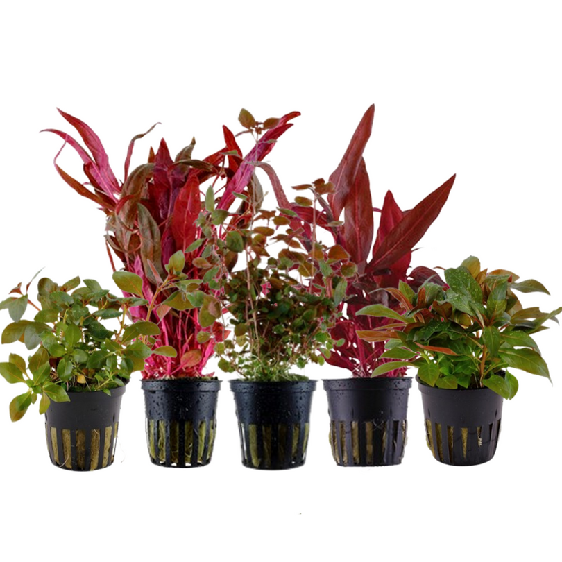 Pflanzen Set mit 5 schönen roten Wasserpflanzen Nr.101