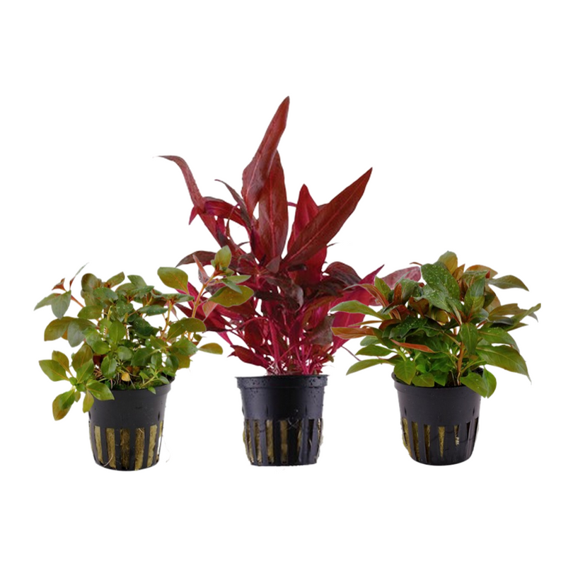 Pflanzen Set mit 3 schönen roten Wasserpflanzen Nr.102