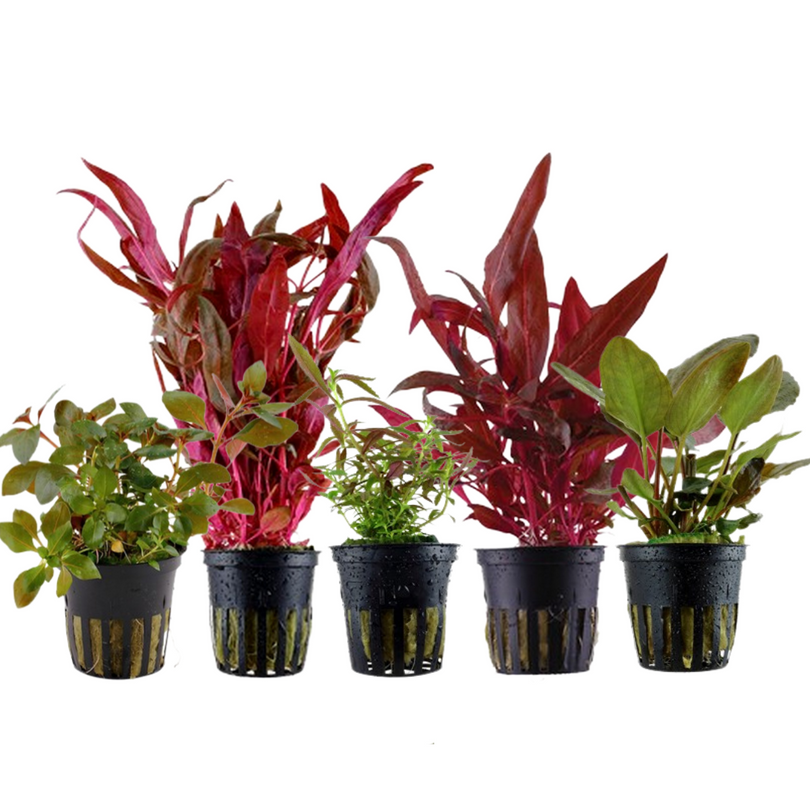 Pflanzen Set mit 5 schönen roten Wasserpflanzen Nr.103