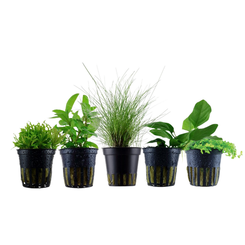 Pflanzen Set mit 5 einfachen kleinen Wasserpflanzen Nr.107