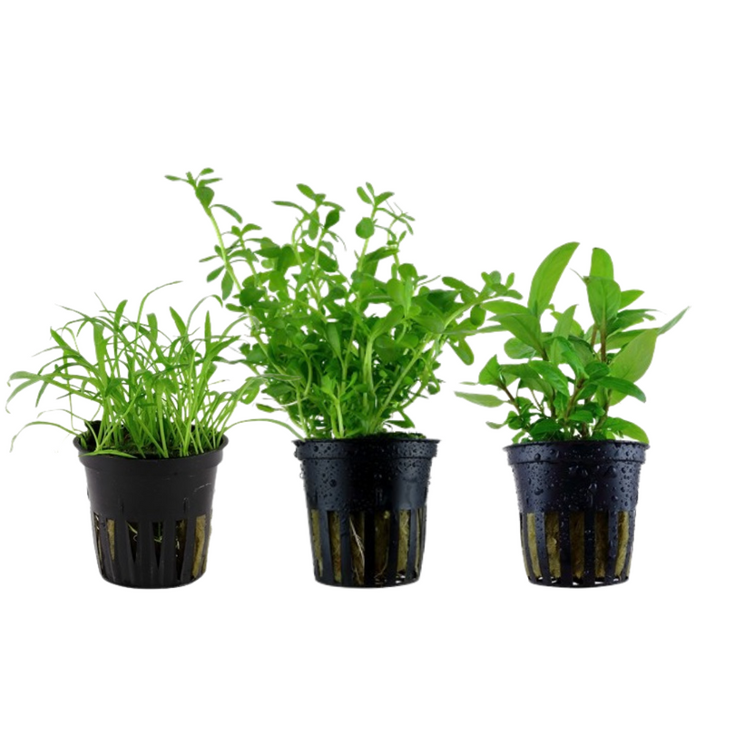 Pflanzen Set mit 3 einfachen kleinen Wasserpflanzen Nr.108