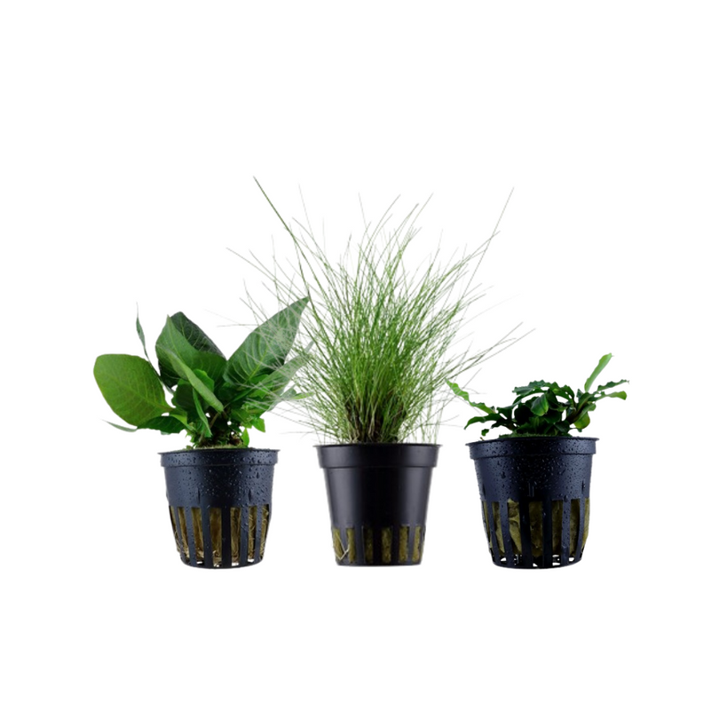 Pflanzen Set mit 3 einfachen kleinen Wasserpflanzen Nr.109