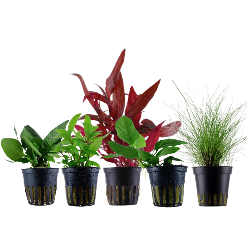 Pflanzen Set mit 5 Vordergrund Wasserpflanzen Nr.111