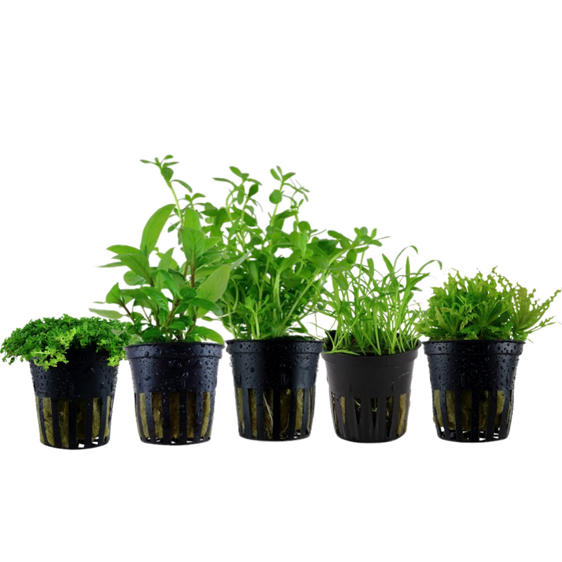 Pflanzen Set mit 5 Vordergrund Wasserpflanzen Nr.112