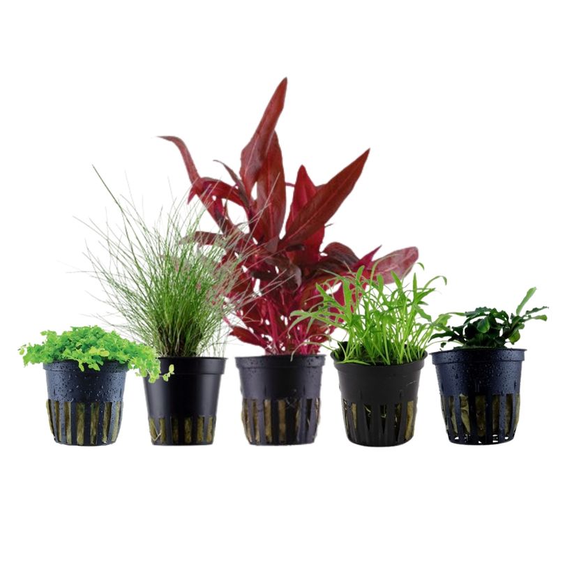 Pflanzen Set mit 5 Vordergrund Wasserpflanzen Nr.113