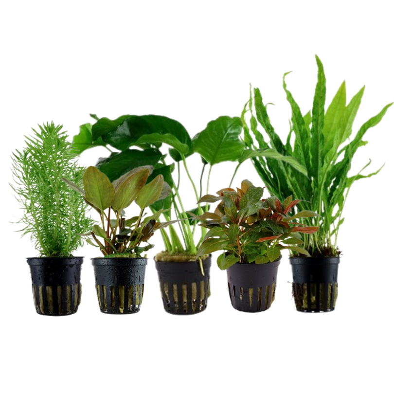 Pflanzen Set mit 5 Mittelgrund Wasserpflanzen Nr.114