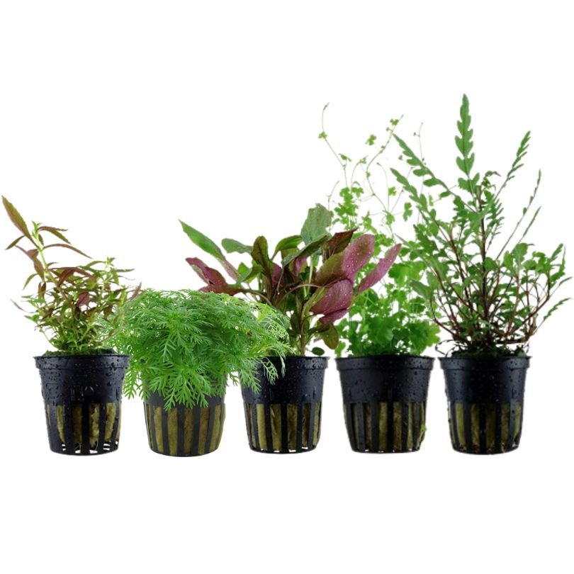 Pflanzen Set mit 5 Mittelgrund Wasserpflanzen Nr.115