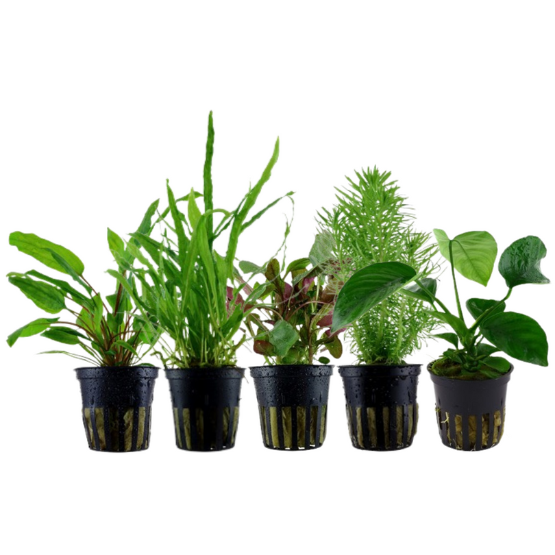 Pflanzen Set mit 5 Mittelgrund Wasserpflanzen Nr.116