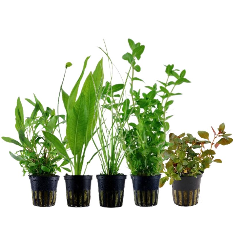 Pflanzen Set mit 5 Hintergrund Wasserpflanzen Nr.117
